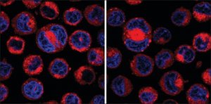 CellVue Claret Far Red Fluorescent Cell Linker Mini Kit for General Membrane Labeling 