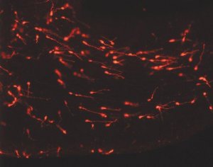 PKH26 Red Fluorescent Cell Linker Kit for General Cell Membrane Labeling 