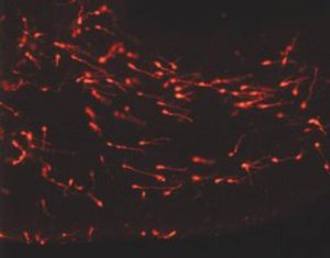 PKH26 Red Fluorescent Cell Linker Midi Kit for General Cell Membrane Labeling MIDI26-1KT