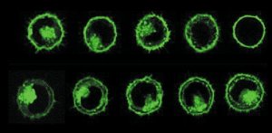 PKH67 Green Fluorescent Cell Linker Kit for General Cell Membrane Labeling 