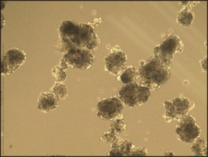 3dGRO Spheroid Medium S3077-1KT