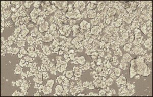 3dGRO Spheroid Medium S3077-1KT