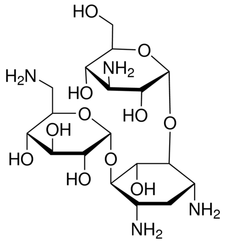 Kanamycin solution from Streptomyces kanamyceticus 