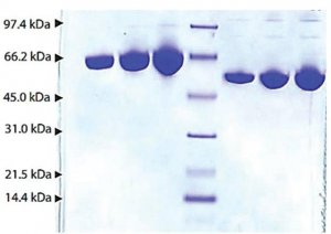 Albumin from human plasma SRP6516-1G