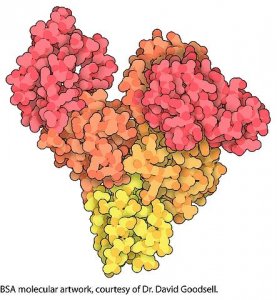 Albumin, Acetylated from bovine serum 