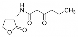 N-(-Ketocaproyl)-L-homoserine lactone 
