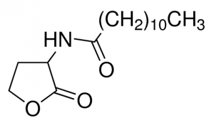 N-Dodecanoyl-DL-homoserine lactone 17247-25MG