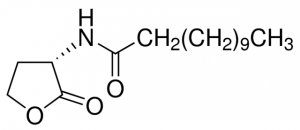N-Dodecanoyl-L-homoserine lactone 