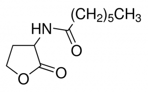 N-Heptanoyl-DL-homoserine lactone 10939-25MG