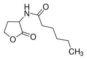 N-Hexanoyl-DL-homoserine lactone 9926-25MG
