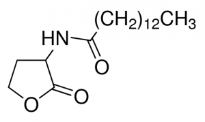 N-Tetradecanoyl-DL-homoserine lactone 10937-25MG