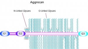 Aggrecan from bovine articular cartilage 