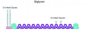Biglycan from bovine articular cartilage 