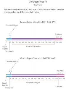 Collagen from human placenta 