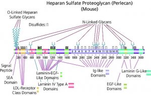 Heparan sulfate proteoglycan 