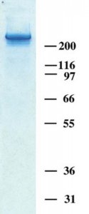 Human Tenascin-C Purified Protein 