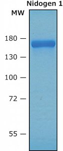 Nidogen-1 (NID1) human D8935-50UG