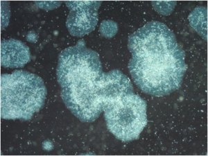 PluriSTEM-XF Recombinant Vitronectin CC130