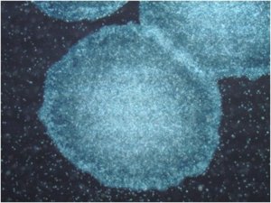 PluriSTEM-XF Recombinant Vitronectin CC130