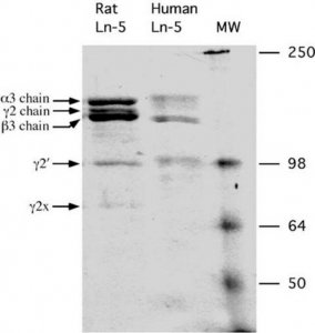 Rat Laminin-5 CC145