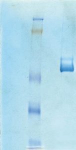 Vitronectin, Human Purified Protein CC080