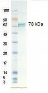 Vitronectin, human recombinant 8-126