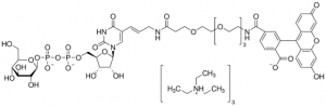 Glucose-UDP-(PEG)6-Fluorescein Conjugate SMB00284-100UG