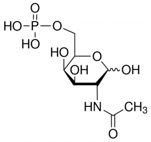 N-Acetyl-D-galactosamine-6-phosphate 