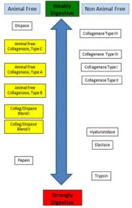 Animal Free Collagenase, Type B SCR137