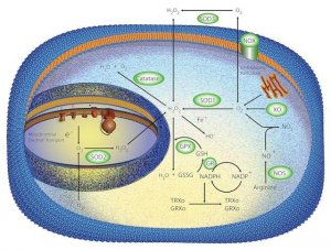 Superoxide Dismutase from bovine erythrocytes 