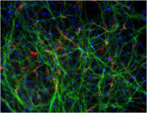 Dopaminergic Differentiation Growth Factor Sampler SCR128