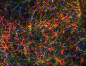 Dopaminergic Differentiation Growth Factor Sampler SCR128