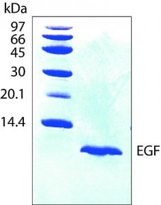 Epidermal Growth Factor, human, animal component free 
