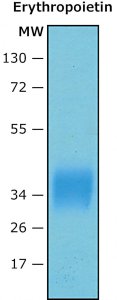 Erythropoietin (EPO) human E5546-50UG