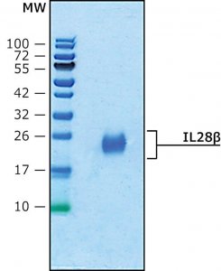 IL28 human I1288-25UG