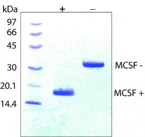 Macrophage Colony-Stimulating Factor from mouse 