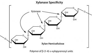 Driselase Basidiomycetes sp. 