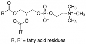 L--Phosphatidylcholine 