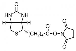(+)-Biotin N-hydroxysuccinimide ester 