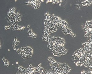 293T cell line human 