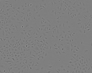 A549 Cell Line human 