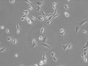 CHO-K1 Cell Line from hamster 