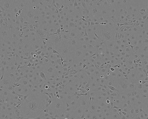 COS-7 Cell Line 