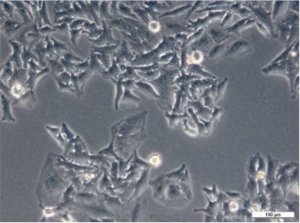 HeLa Cell Line human 
