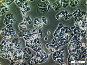 Hep G2 Cell Line human 