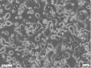 HT29 Cell Line human 