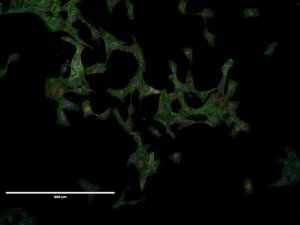 VERO Cell Line 