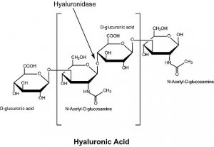 Hyaluronidase from bovine testes 