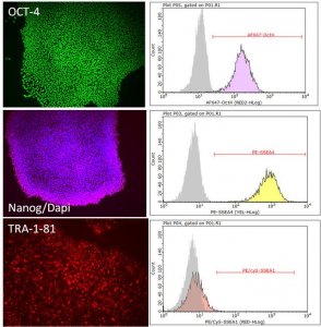 PluriSTEM-XF Human ES/iPS Cell Medium SCM132