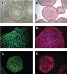 PluriSTEM Human ES/iPS Cell Medium SCM130